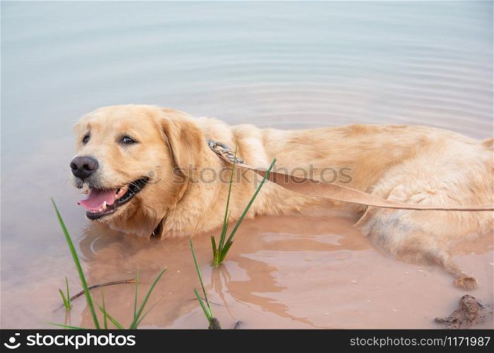 Golden retriever dog Soaking water in lake