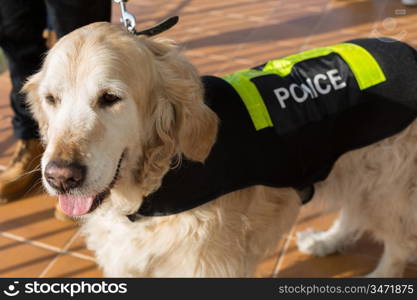 Golden Retriever dog with distinctive police