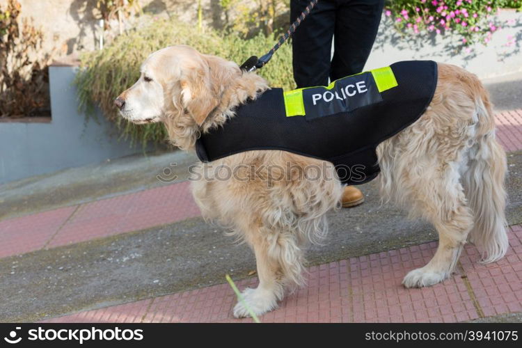 Golden Retriever dog with distinctive police