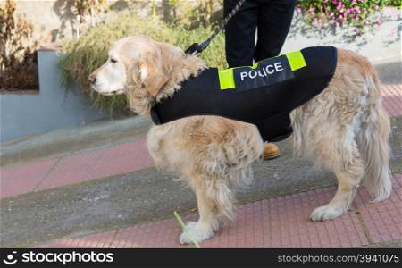 Golden Retriever dog with distinctive police