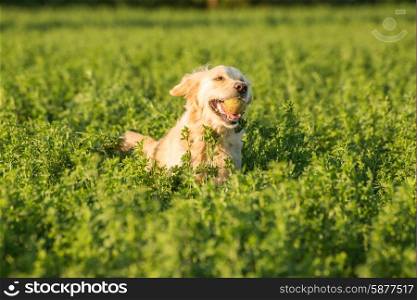 Golden Retriever fetching a ball in the lush fields.