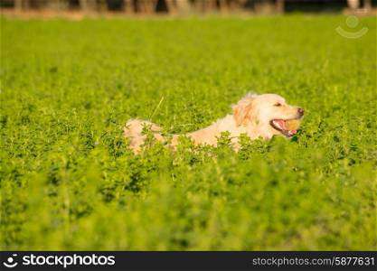 Golden Retriever fetching a ball in the lush fields green farm fields, ball already in her mouth.
