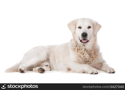 Golden Retriever. Golden Retriever in front of a white background