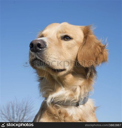 golden retriever in front of a blue sky