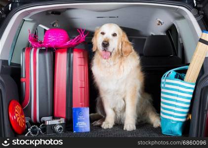 Golden Retriever in the boot of the car ready to leave home
