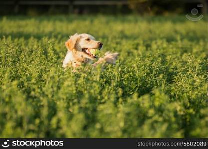 Golden Retriever in the farmland fodder, fetching the tennis ball that was thrown that way.