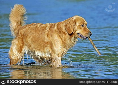 Golden Retriever in water, playing with stick