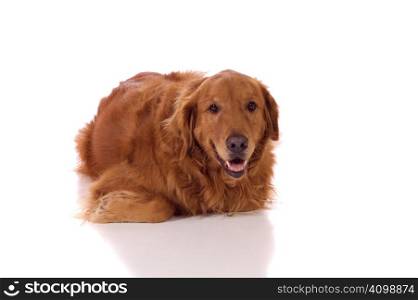 Golden Retriever laying on the ground