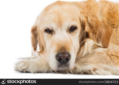 Golden Retriever lying in the studio with white background