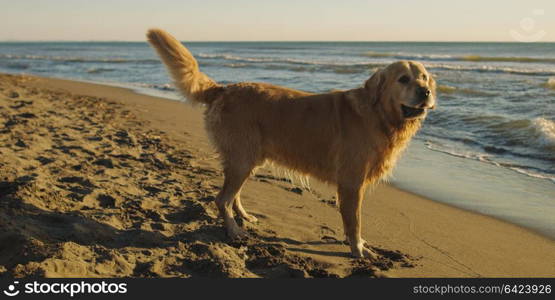 Golden Retriever on beach during autumn day