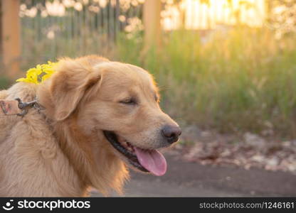 Golden Retriever on sunset nature background