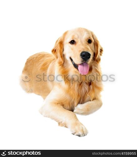 Golden retriever pet dog laying down isolated on white background