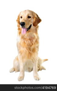 Golden retriever pet dog sitting isolated on white background