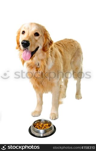 Golden retriever pet dog standing at food dish isolated on white background