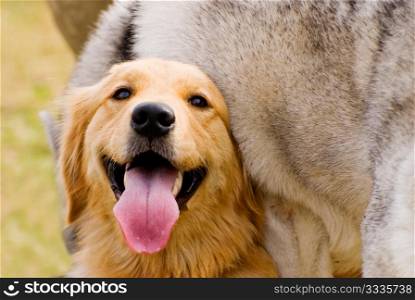 Golden Retriever play with Husky dog and stick its tongue out.