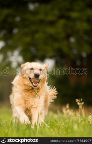 Golden retriever playing fetch with a tennis ball in the farm fields near her home, running through the short grass.