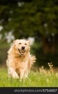 Golden retriever playing fetch with a tennis ball in the farm fields near her home, running through the short grass.