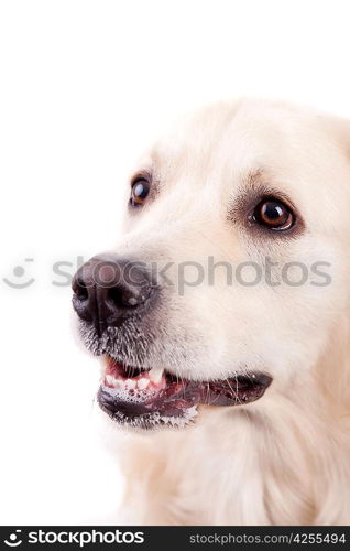 Golden Retriever Portrait, isolated over white background