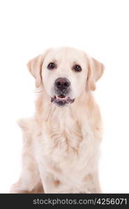 Golden Retriever Portrait - Isolated over white background