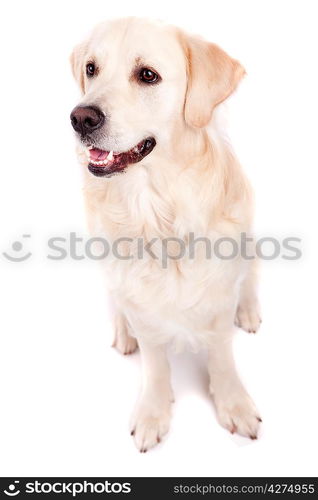 Golden Retriever Portrait - Isolated over white background