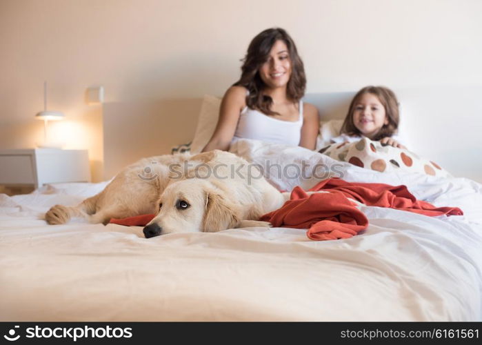 Golden Retriever puppy dog in the bed with human family - Focus on dog