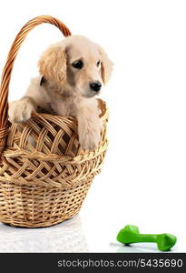 Golden retriever puppy in basket isolated on white background