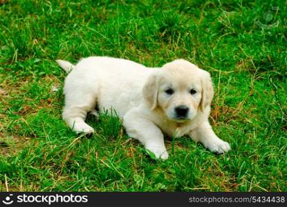 Golden retriever puppy is laying on the grass