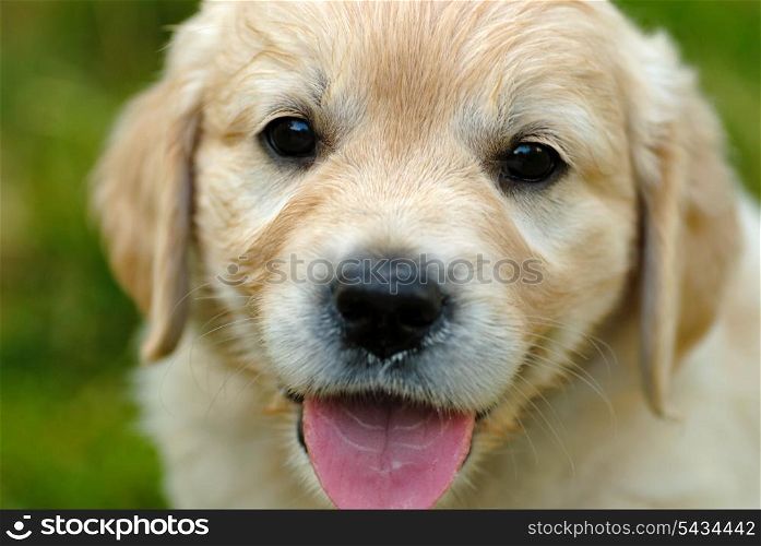 Golden retriever puppy is sitting in the grass