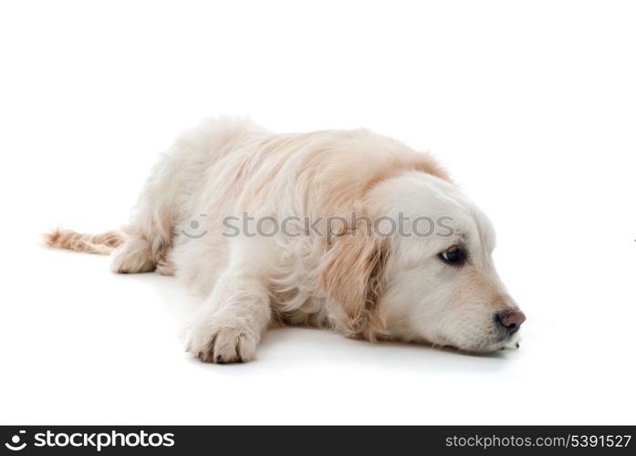 Golden retriever puppy isolated on white background