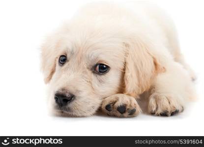Golden retriever puppy isolated on white background