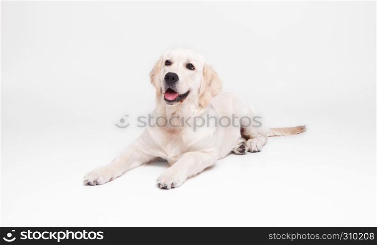Golden retriever puppy on white background great family dog and friend
