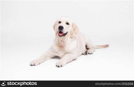 Golden retriever puppy on white background great family dog and friend
