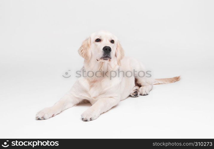 Golden retriever puppy on white background great family dog and friend