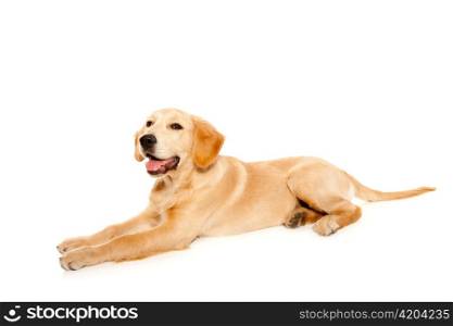 Golden retriever puppy purebred dog isolated on white