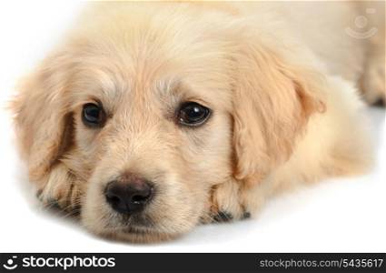 Golden retriever puppy&rsquo;s snout close up isolated on white background