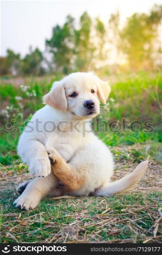 Golden retriever puppy seating in a garden