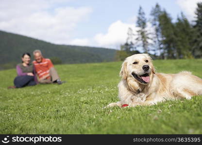 golden retriever reclining in meadow, man and woman in background