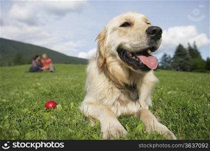 golden retriever reclining in meadow, man and woman in background