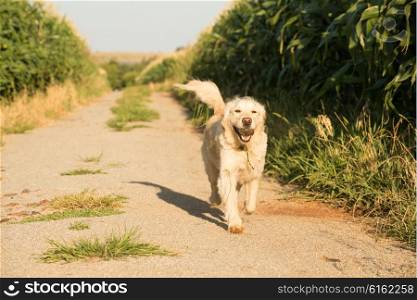 Golden Retriever running along a gravel road inside corn fields with ball in mouth