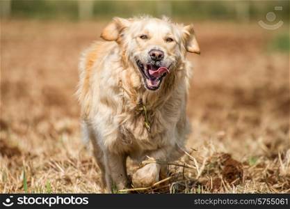 Golden retriever running at full pase in recently ploughed fields, with her tongue flapping all over.