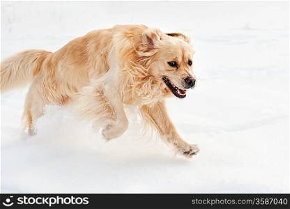 Golden retriever running in the snow