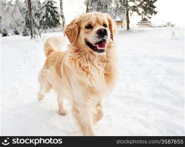 Golden retriever running in the snow