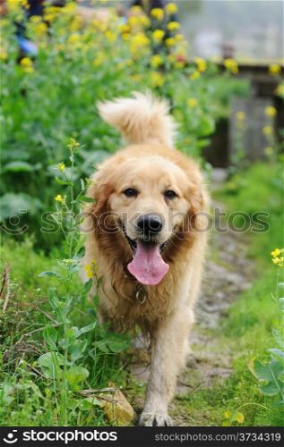 Golden retriever walking in rape flower field