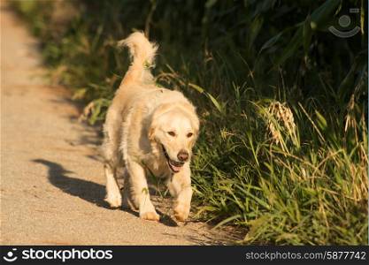 Golden Retriever walks along gravel road by corn fields as she returns with a tennis ball in her mouth.