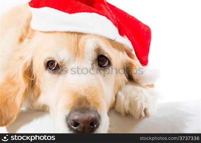 Golden retriever with christmas hat with white background in studio