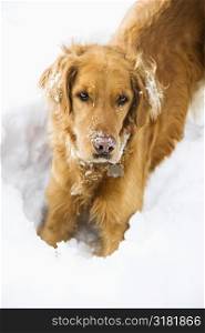 Golden Retriever with snowy snout and ears playing in snow.