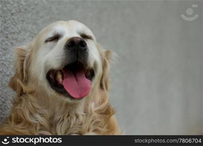 Golden retriever yawning in a summer afternoon