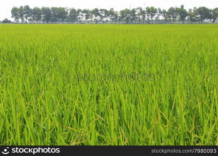 golden rice field and sky