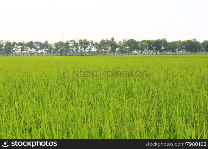 golden rice field and sky