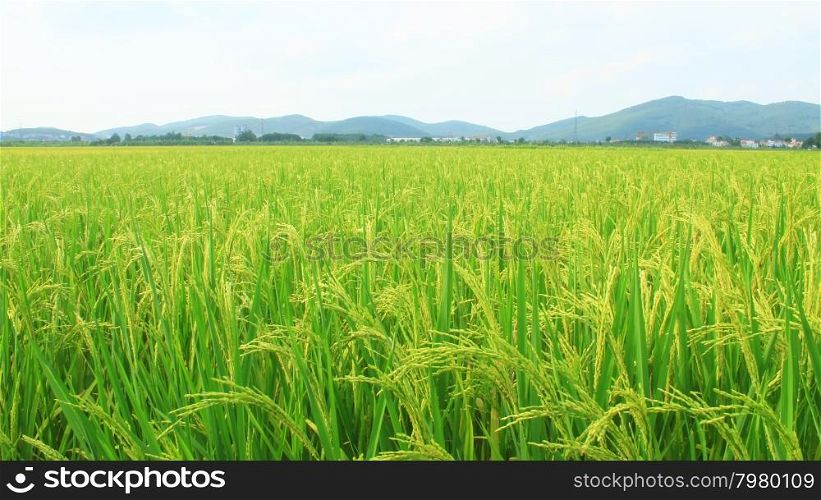 golden rice field and sky